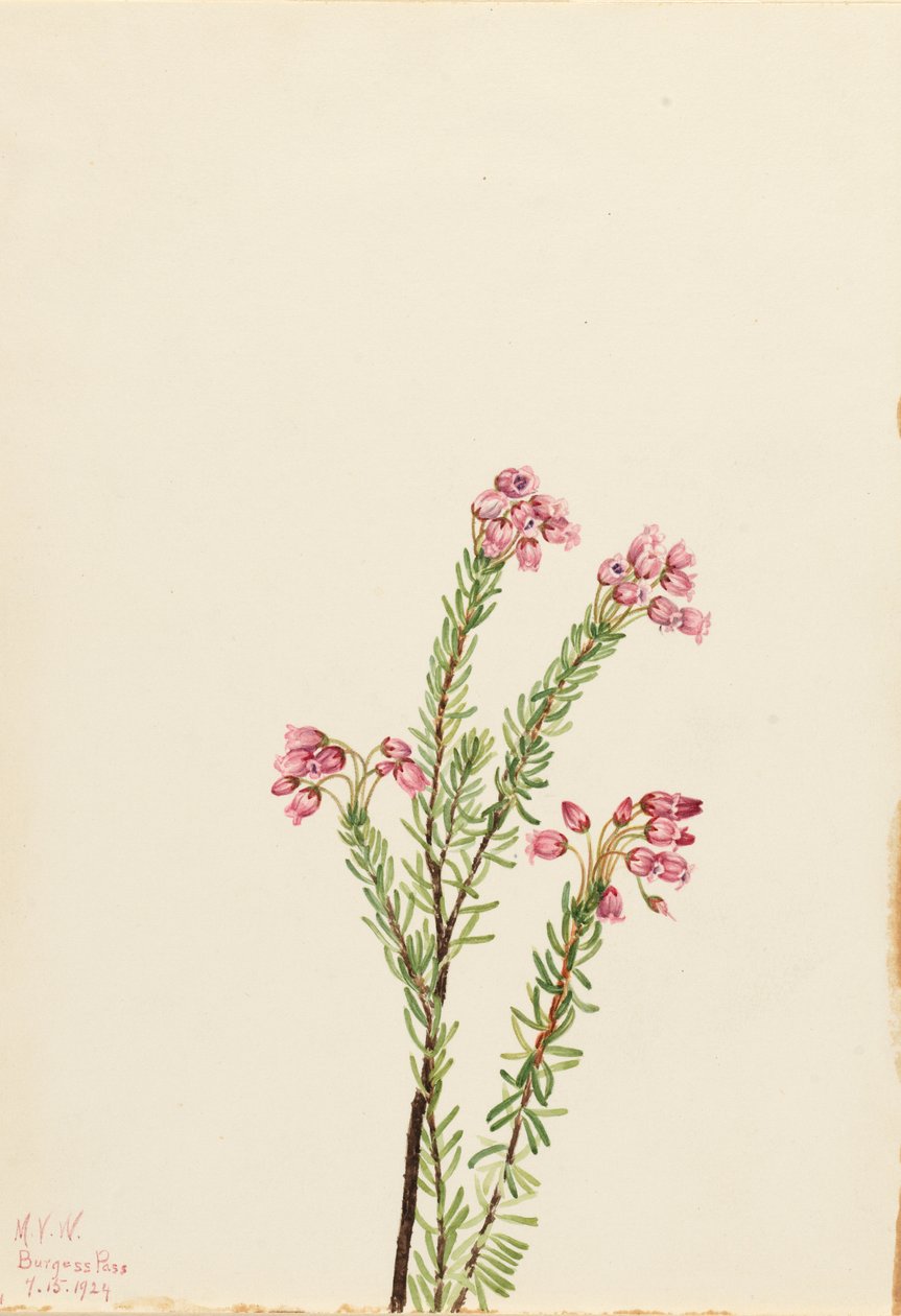Vaaleanpunainen vuoriheinä (Phyllodoce empetriformis) tekijältä Mary Vaux Walcott