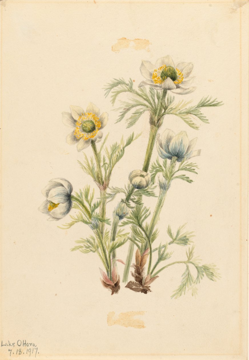 Plume Anemone (Pulsatilla occidentalis) tekijältä Mary Vaux Walcott