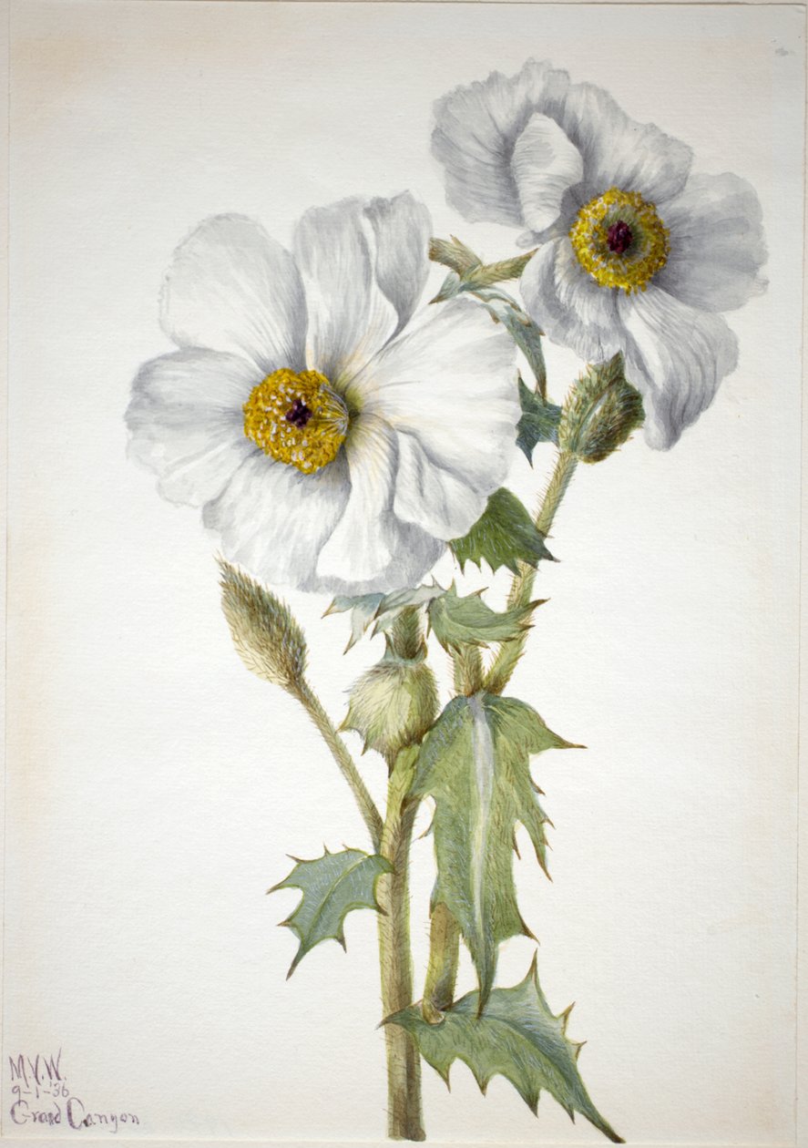 Prickly Poppy Argemone hispeda, 1936. tekijältä Mary Vaux Walcott