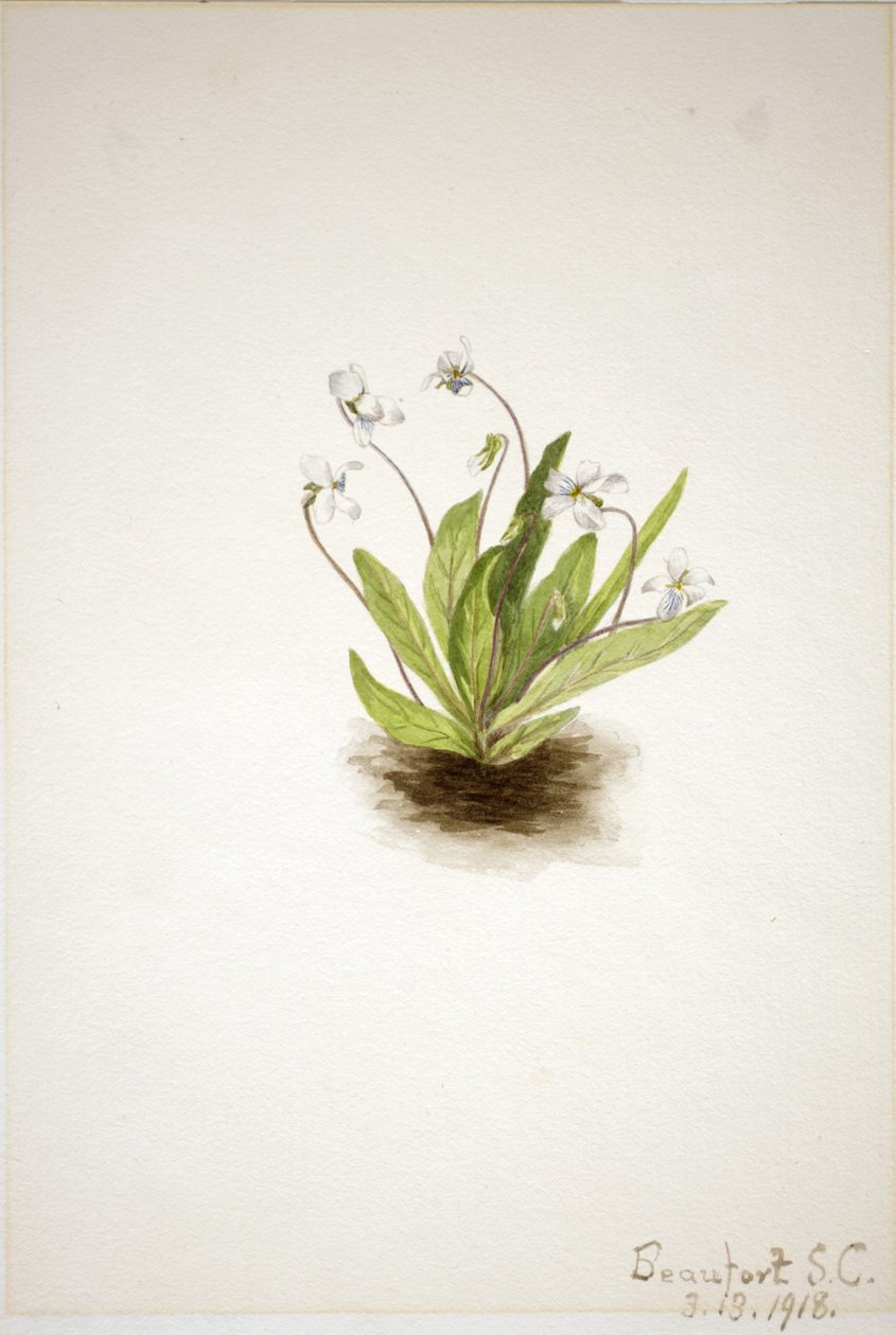 Primrose Violet (Viola primulifolia) tekijältä Mary Vaux Walcott