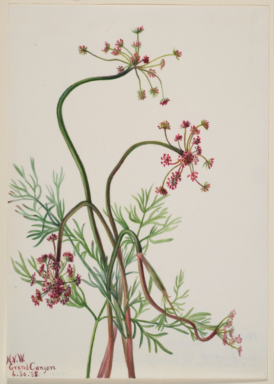 Pseudocymopterus montanus tekijältä Mary Vaux Walcott