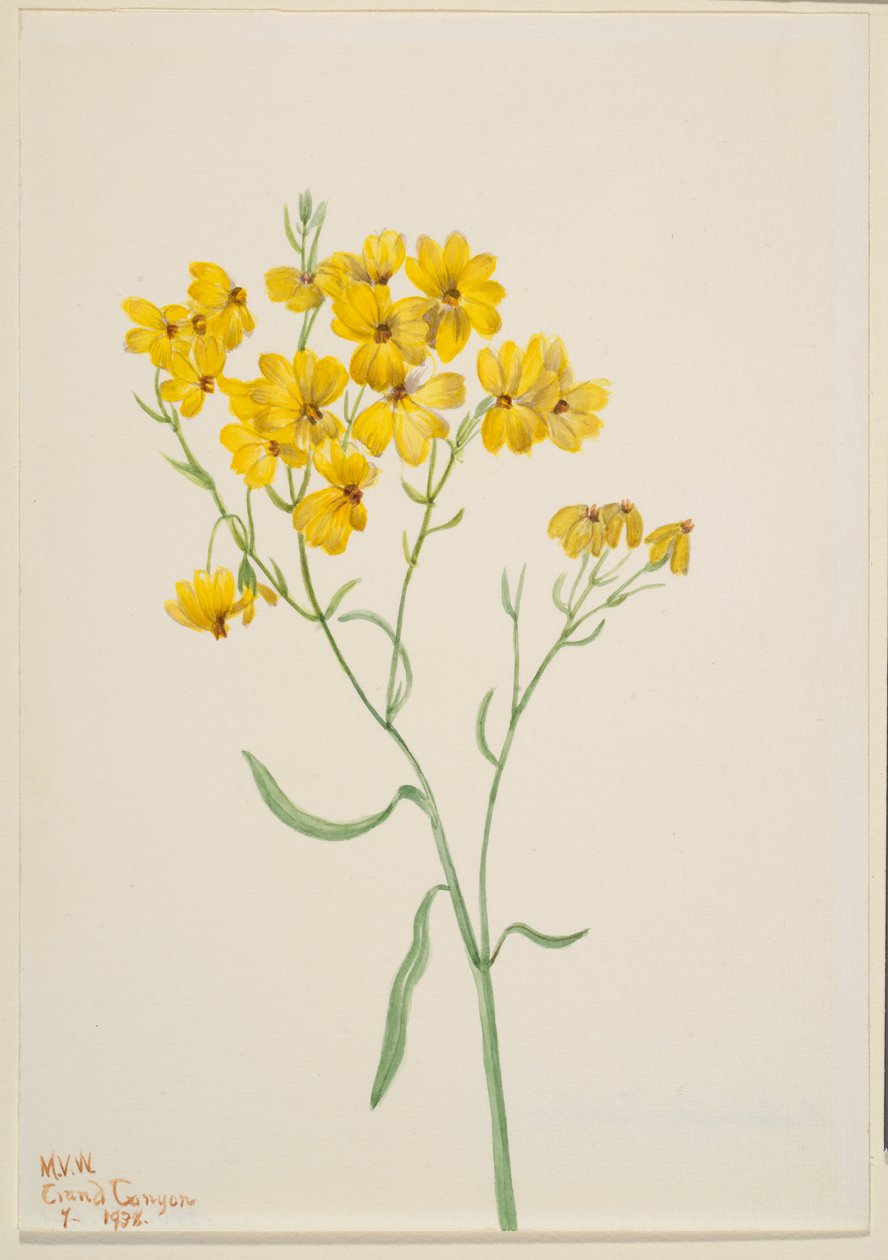 Psilostrophe sparsiflora tekijältä Mary Vaux Walcott