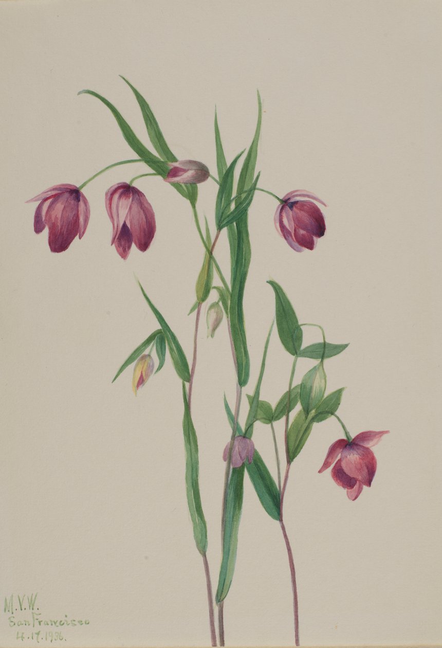 Purppura Keiju Lyhty (Calochortus anoenum) tekijältä Mary Vaux Walcott
