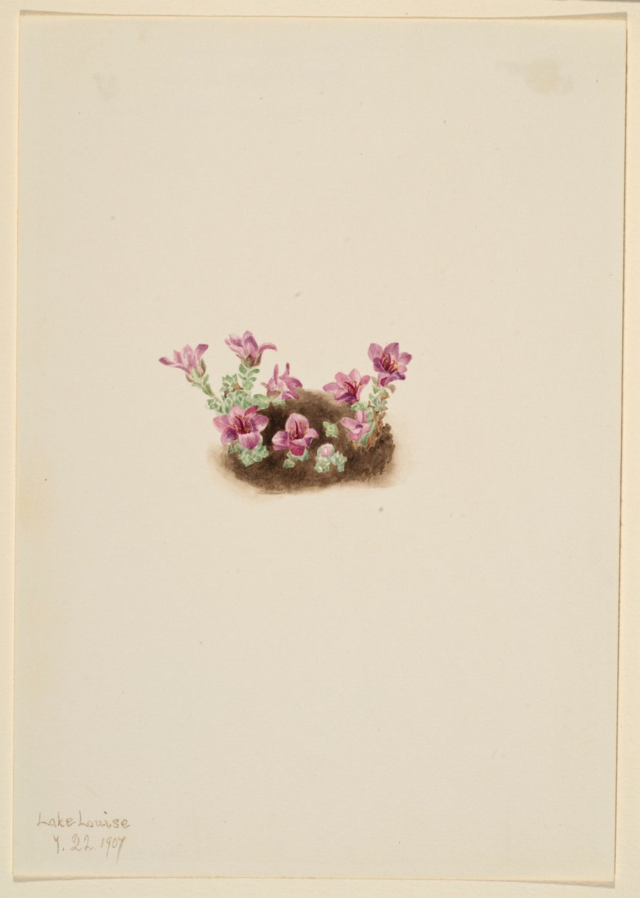 Purppuranpunainen Saxifrage (Saxifrage oppositifolia) tekijältä Mary Vaux Walcott