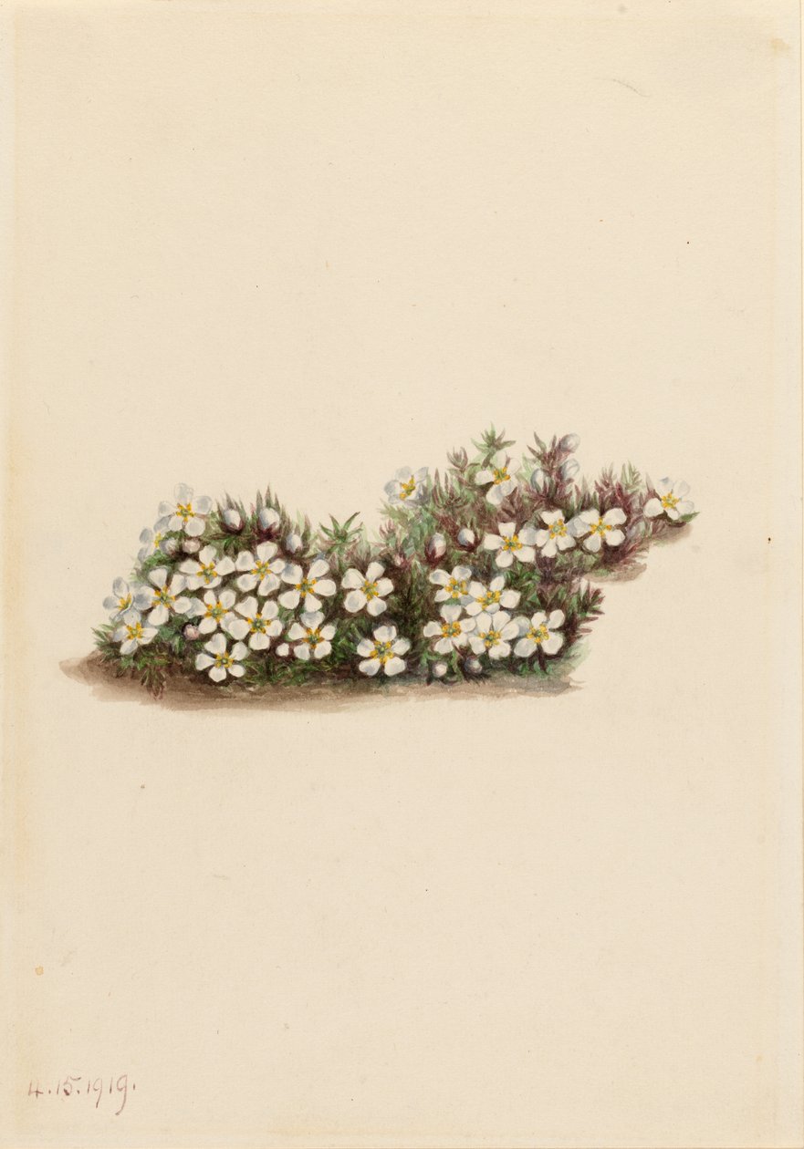 Pyxie (Pyxidanthera barbulata) tekijältä Mary Vaux Walcott