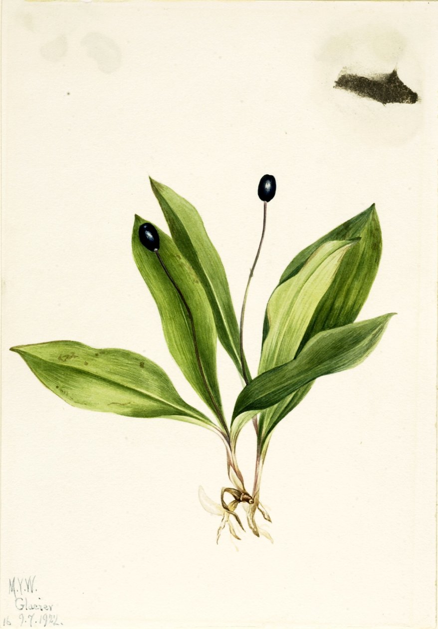 Kuningatar (Clintonia uniflora) tekijältä Mary Vaux Walcott