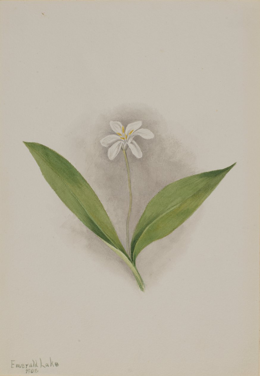 Kuningatar (Clintonia uniflora) tekijältä Mary Vaux Walcott