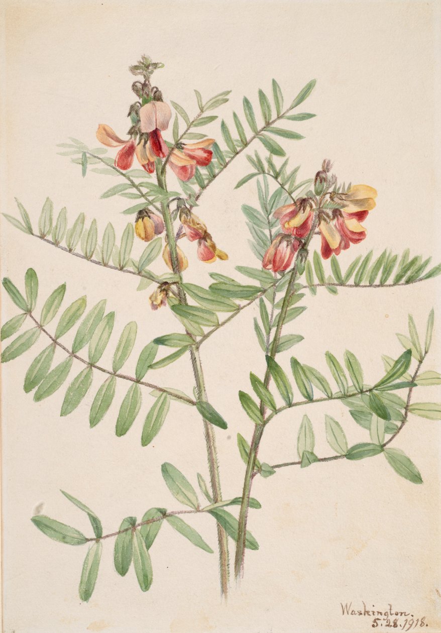 Rabbitbean Cracca virginiana, 1918. tekijältä Mary Vaux Walcott