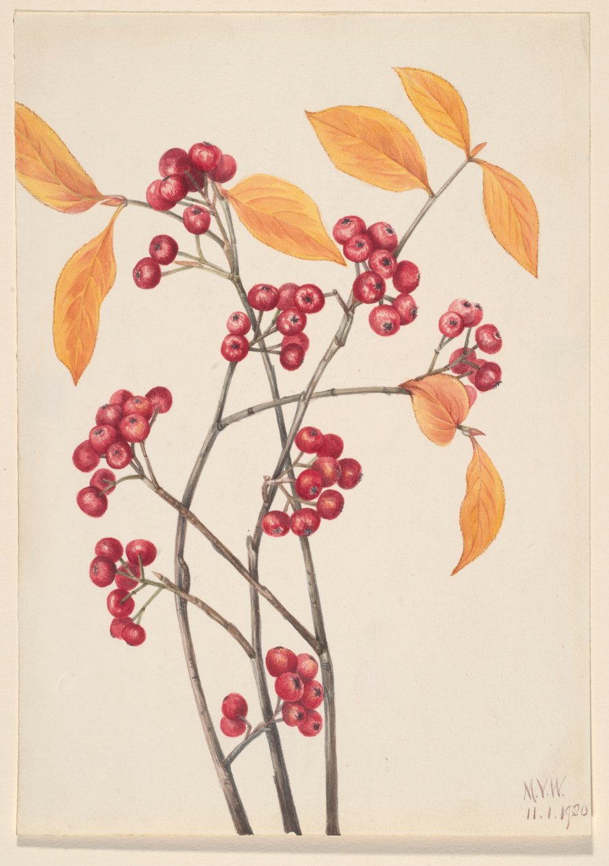 Punainen aronia (Aronia arbutifolia) tekijältä Mary Vaux Walcott