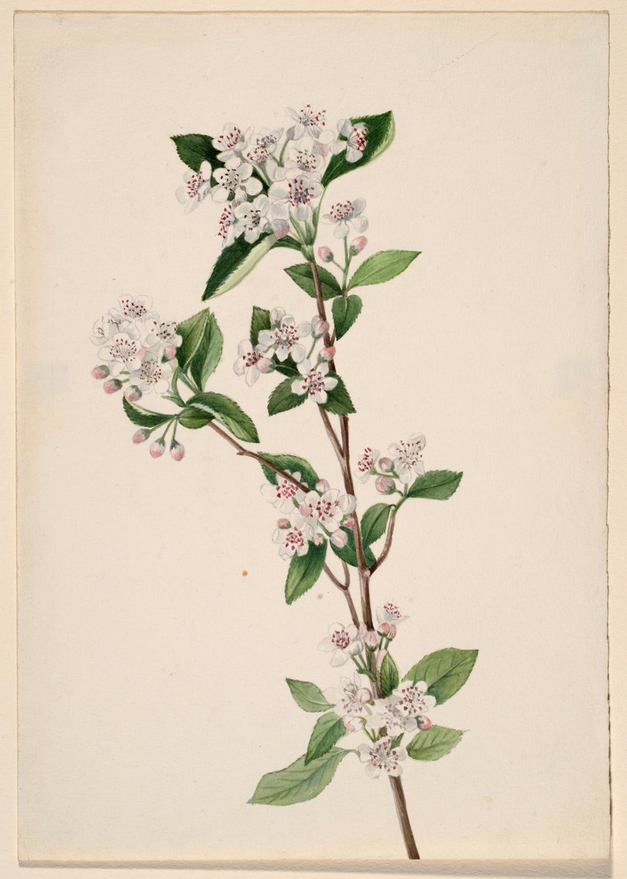 Punainen aronia (Aronia arbutifolia) tekijältä Mary Vaux Walcott