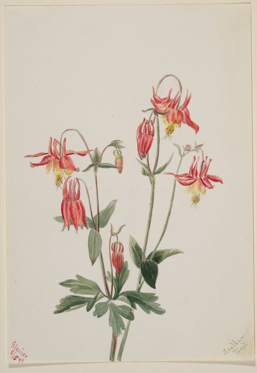 Punainen akileija (Aquilegia formosa) tekijältä Mary Vaux Walcott