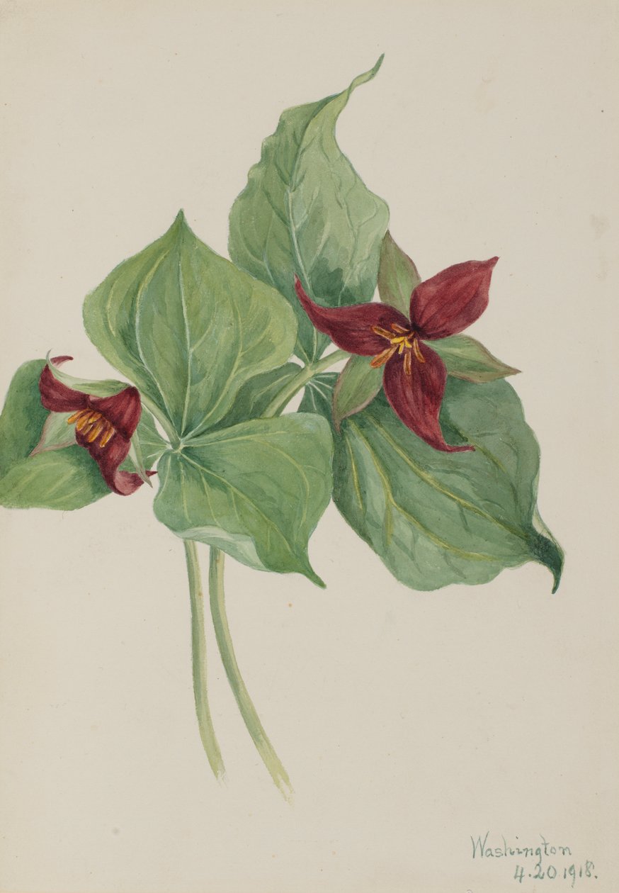 Punainen trillium Trillium pystytettiin, 1918. tekijältä Mary Vaux Walcott
