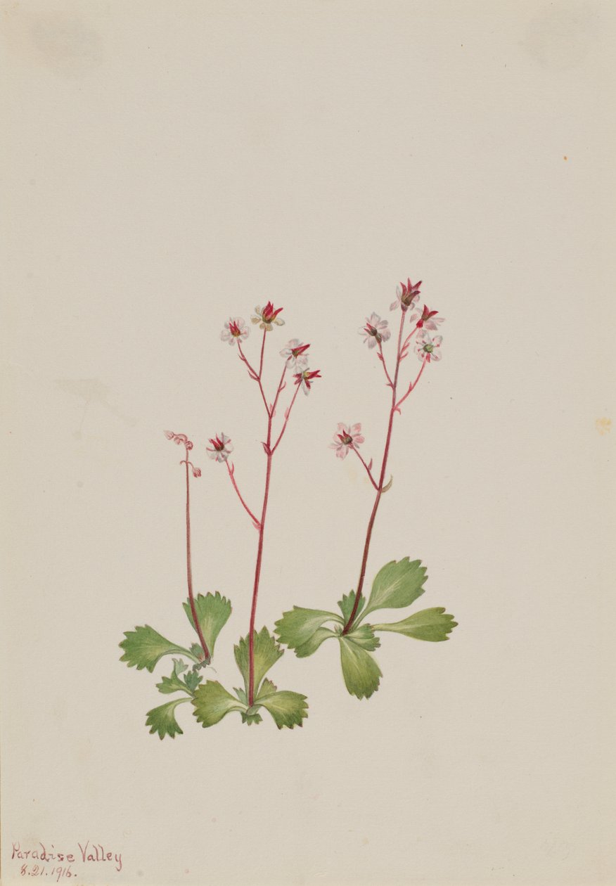 Redstem Saxifrage Saxifraga lyallii, 1916. tekijältä Mary Vaux Walcott