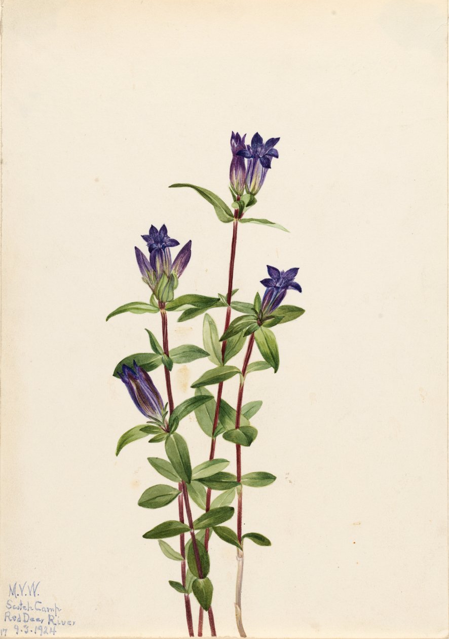 Jokirannan Gentian (Gentiana affinis) tekijältä Mary Vaux Walcott