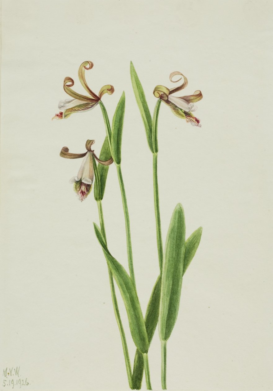 Ruusunuppu orkidea (Pogonia divaricata) tekijältä Mary Vaux Walcott