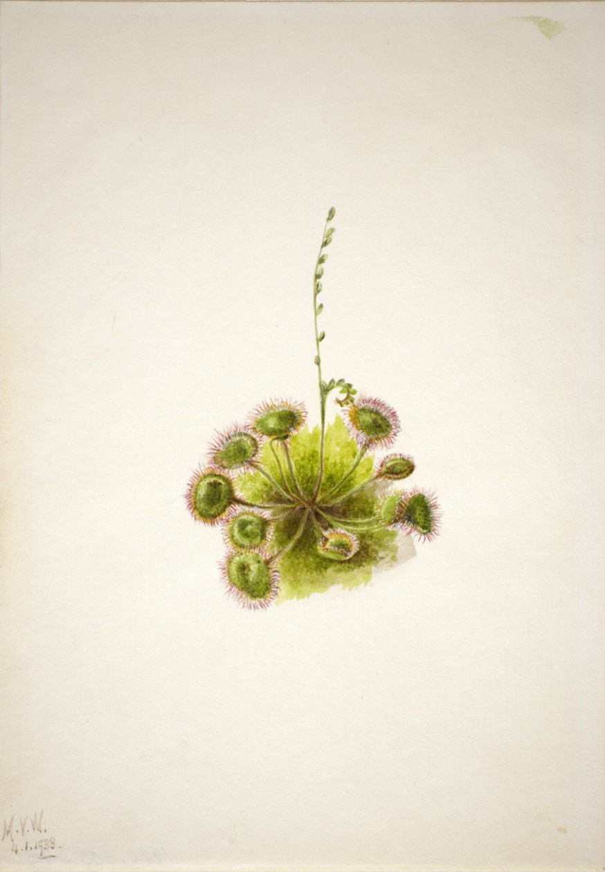 Pyöreä lehti Sundew (Drosera rotundifolia) tekijältä Mary Vaux Walcott