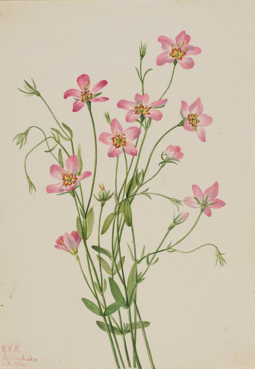 Saltmarsh Rosegentian Sabbatia stellaris, 1926. tekijältä Mary Vaux Walcott