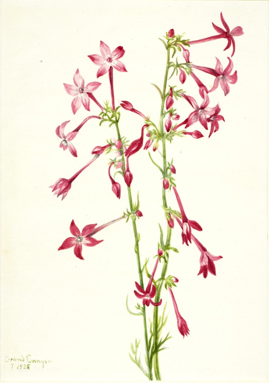 Scarlet Gilia Gilia aggregata, 1935. tekijältä Mary Vaux Walcott