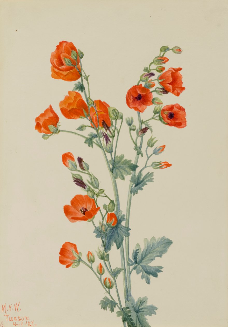 Scarlet Globe Mallow Sphaeralcea grossulariaefolia, 1927. tekijältä Mary Vaux Walcott