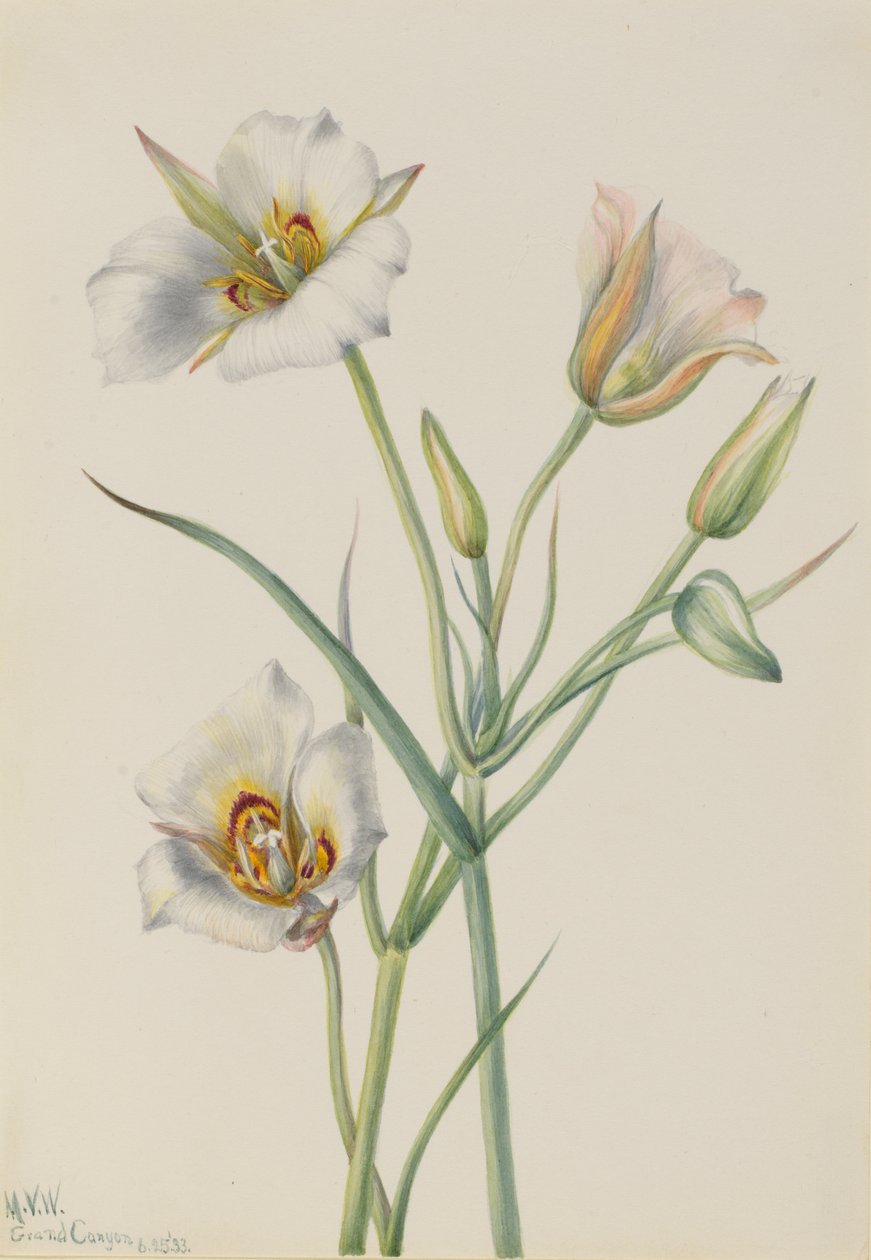 Sego Lily Calochortus nuttallii, 1933. tekijältä Mary Vaux Walcott
