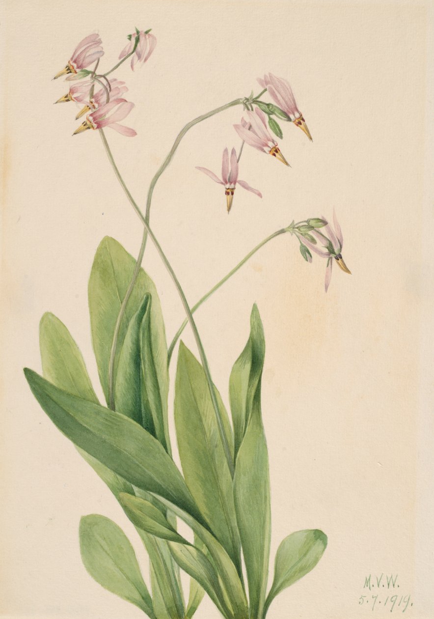 Shooting Star Dodecatheon media, 1919. tekijältä Mary Vaux Walcott