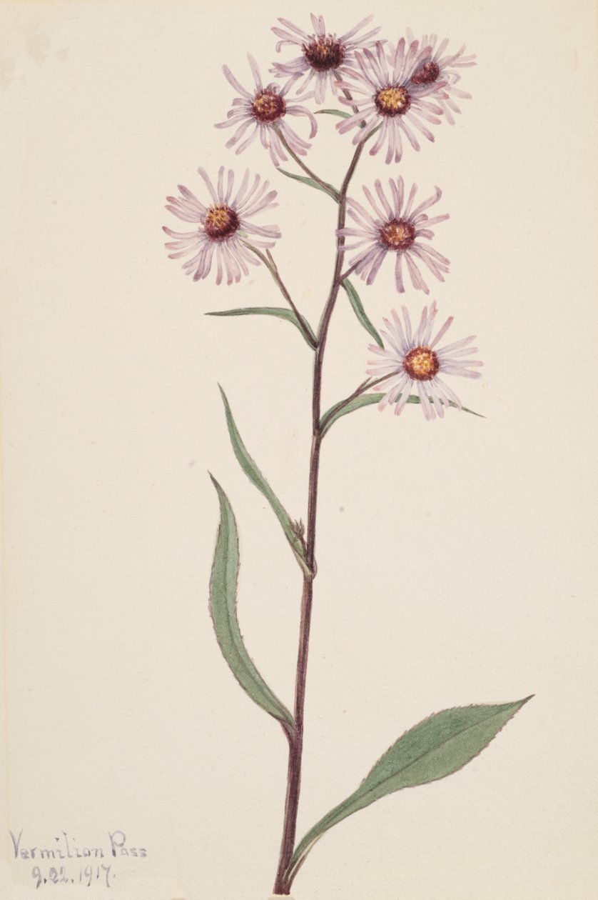 Näyttävä Aster Näyttävä Aster, 1917. tekijältä Mary Vaux Walcott