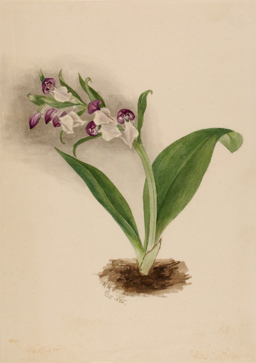 Näyttävät orkideat (Orchis spectabilis) tekijältä Mary Vaux Walcott