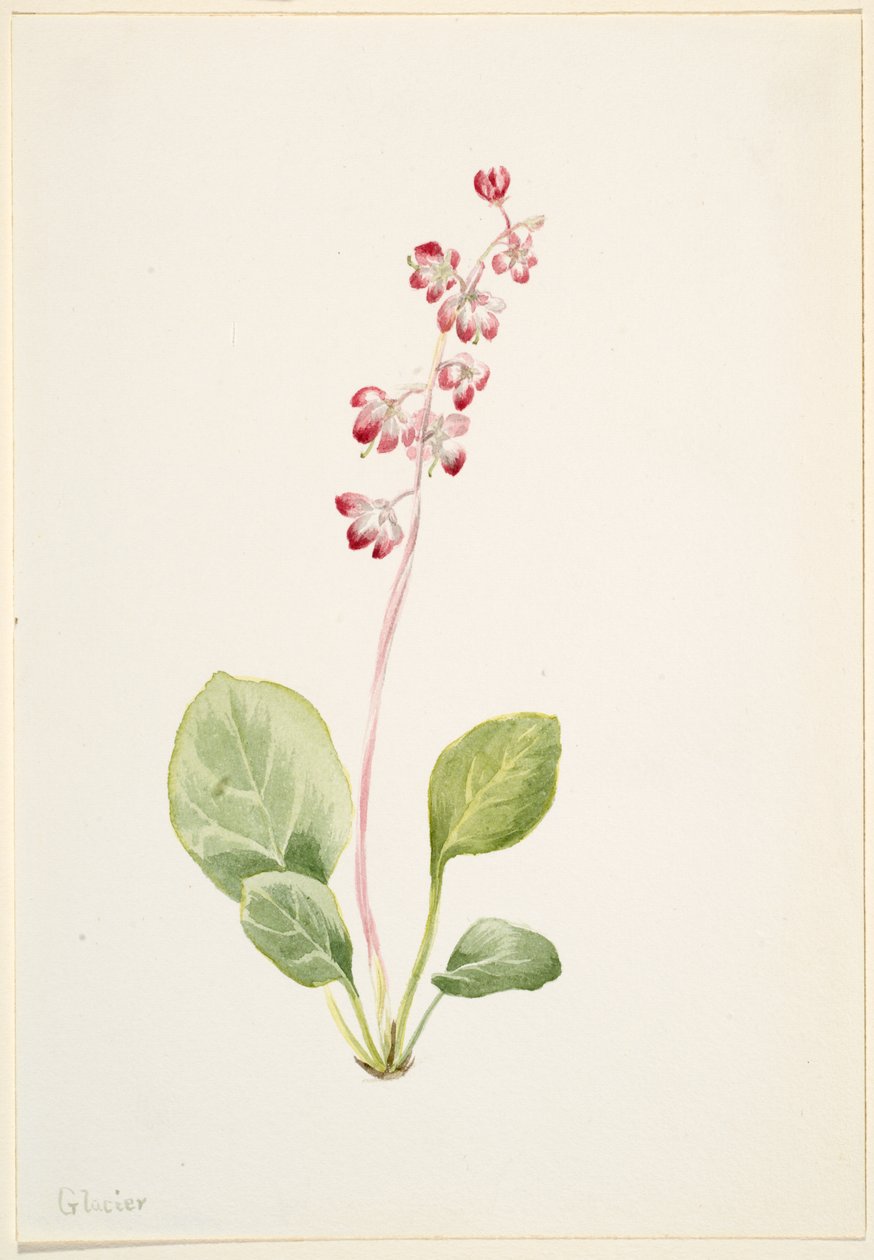 Näyttävä Pyrolla (Pyrola asarifolia) tekijältä Mary Vaux Walcott