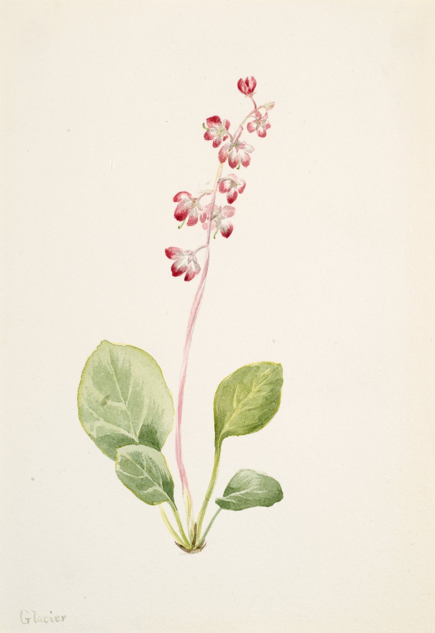 Näyttävä Pyrolla Pyrola asarifolia, n. 1903. tekijältä Mary Vaux Walcott
