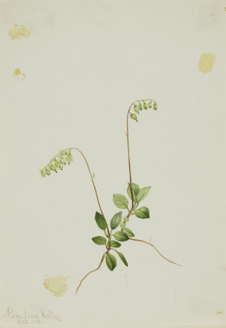 Sivukellot Pyrola (Pyrola secunda) tekijältä Mary Vaux Walcott