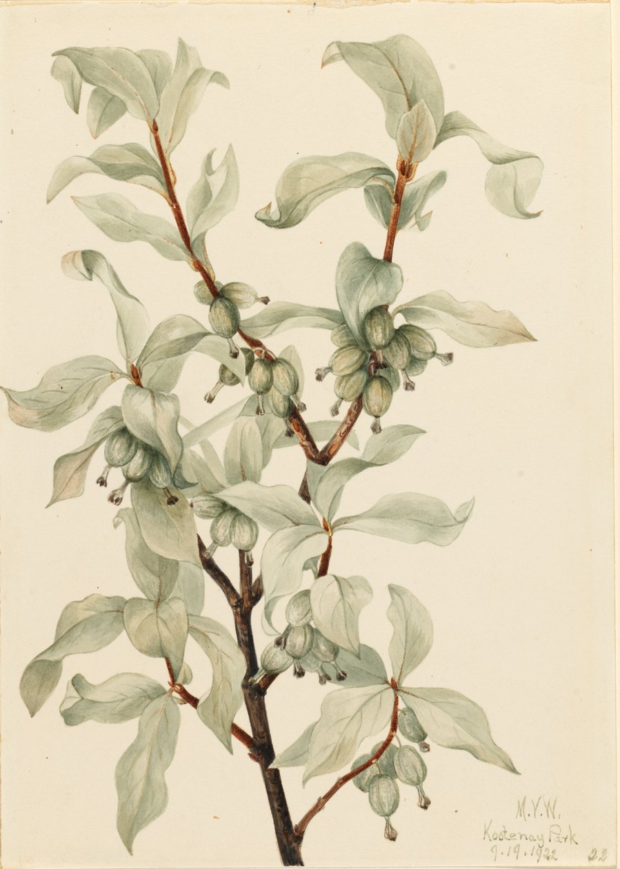 Hopeamarja (Elaeagnus commutata) tekijältä Mary Vaux Walcott