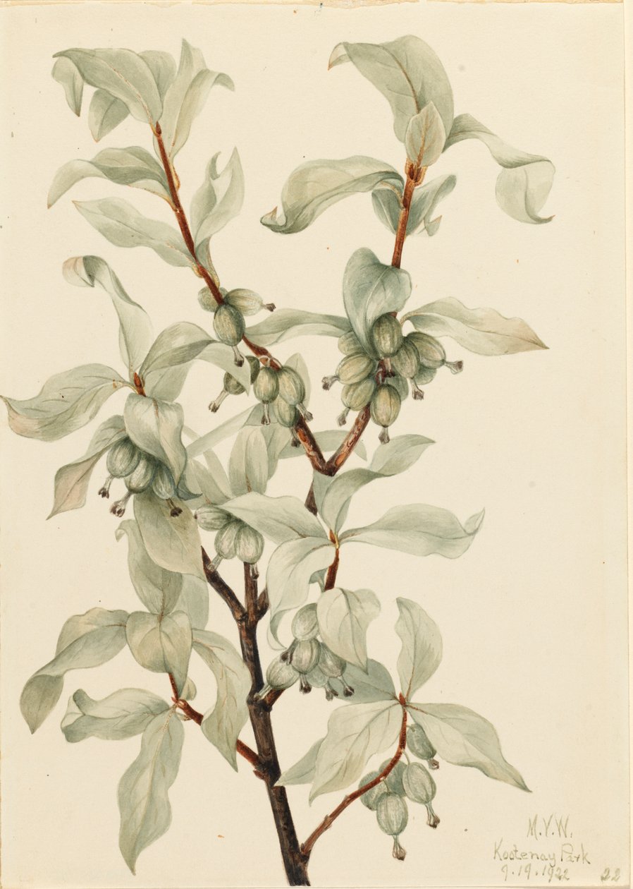 Hopeamarja Elaeagnus commutata, 1922. tekijältä Mary Vaux Walcott