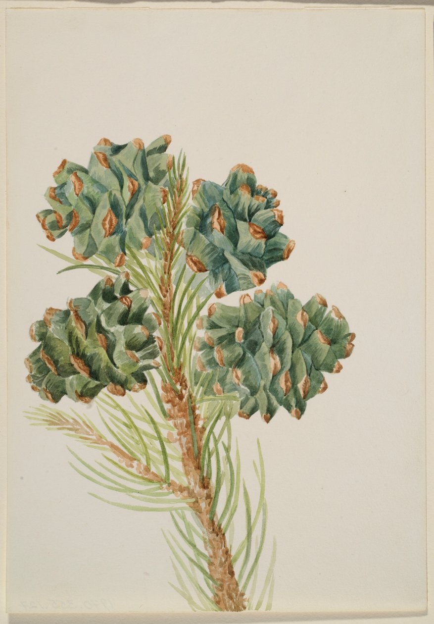Yksilehtinen mänty (Pinus monophylla) tekijältä Mary Vaux Walcott