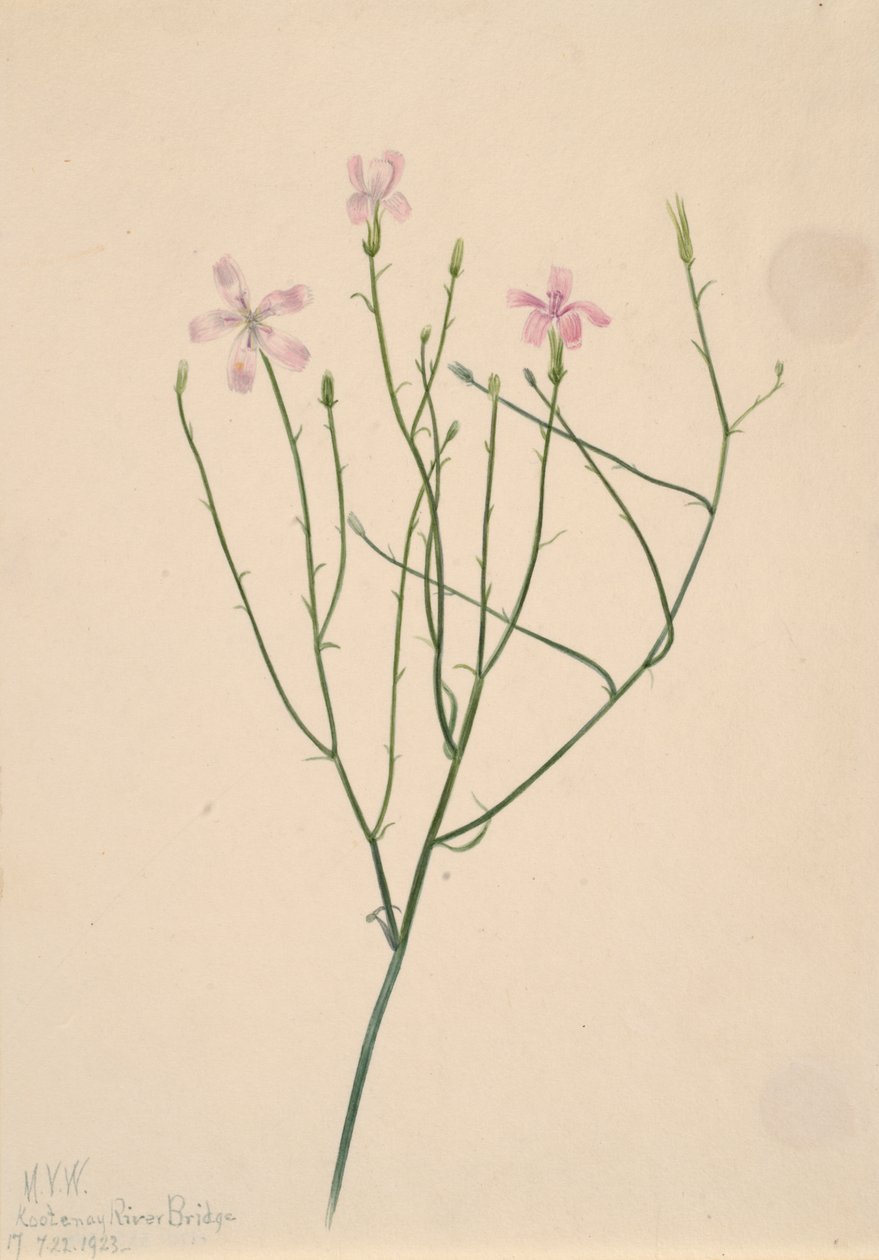 Luurankokukka Lygodesmia juncea, 1923. tekijältä Mary Vaux Walcott