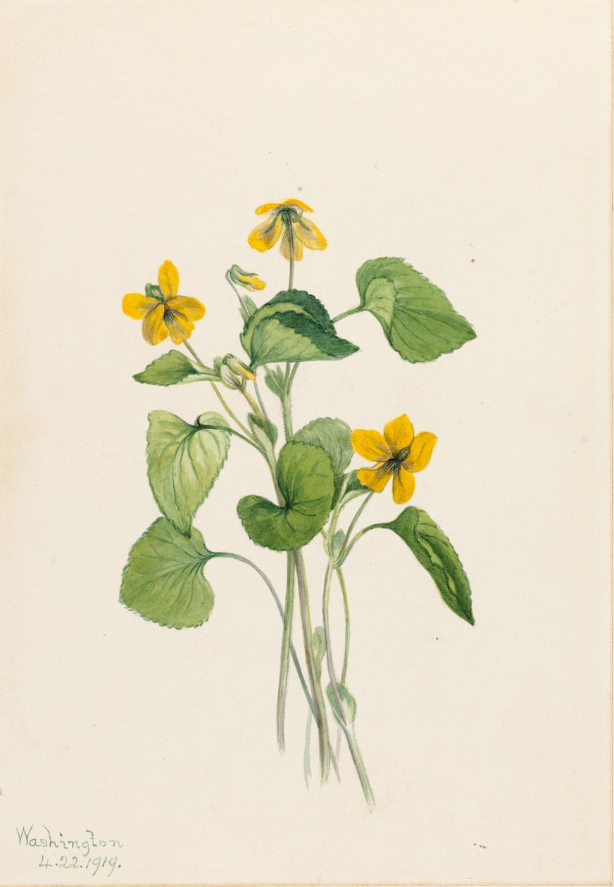 Sileä keltainen violetti (Viola eriocarpa) tekijältä Mary Vaux Walcott
