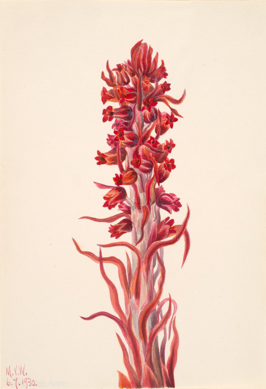 Lumikasvi Sarcodes sanguinea, 1930. tekijältä Mary Vaux Walcott