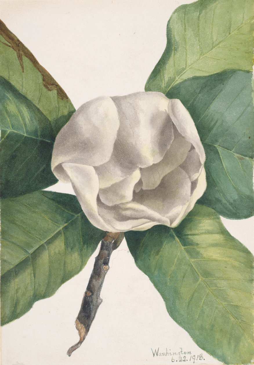 Southern Magnolia Magnolia grandiflora, 1918. tekijältä Mary Vaux Walcott
