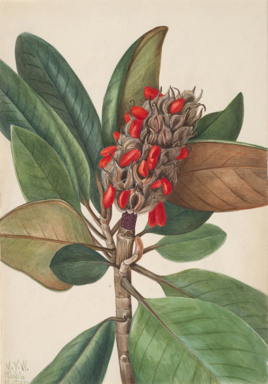 Southern Magnolia Magnolia grandiflora, 1923. tekijältä Mary Vaux Walcott