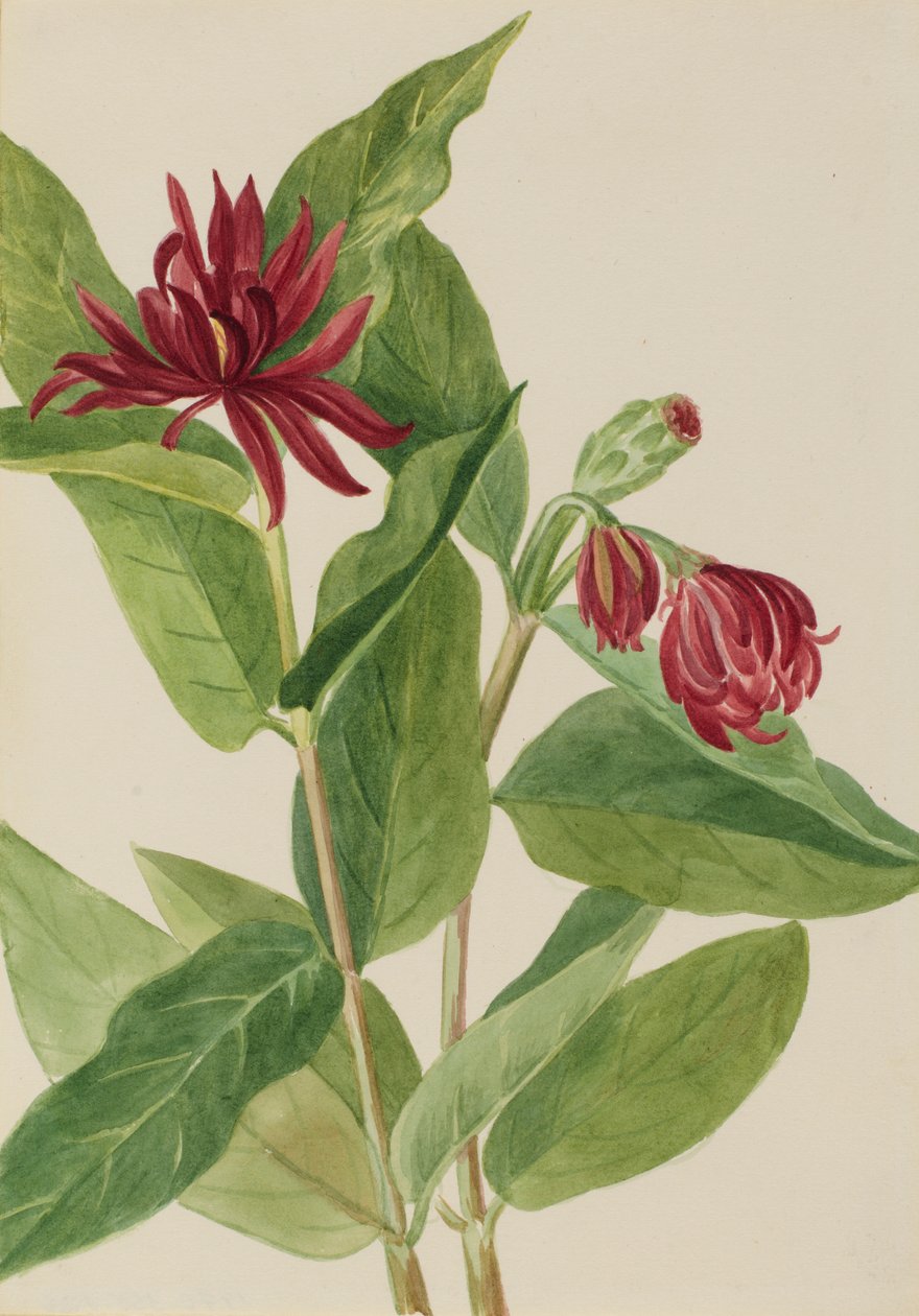 Spicebush (Calycanthus occidentalis) tekijältä Mary Vaux Walcott