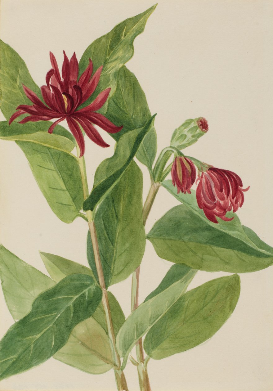 Spicebush Calycanthus occidentalis, 1930-luvun alku. tekijältä Mary Vaux Walcott
