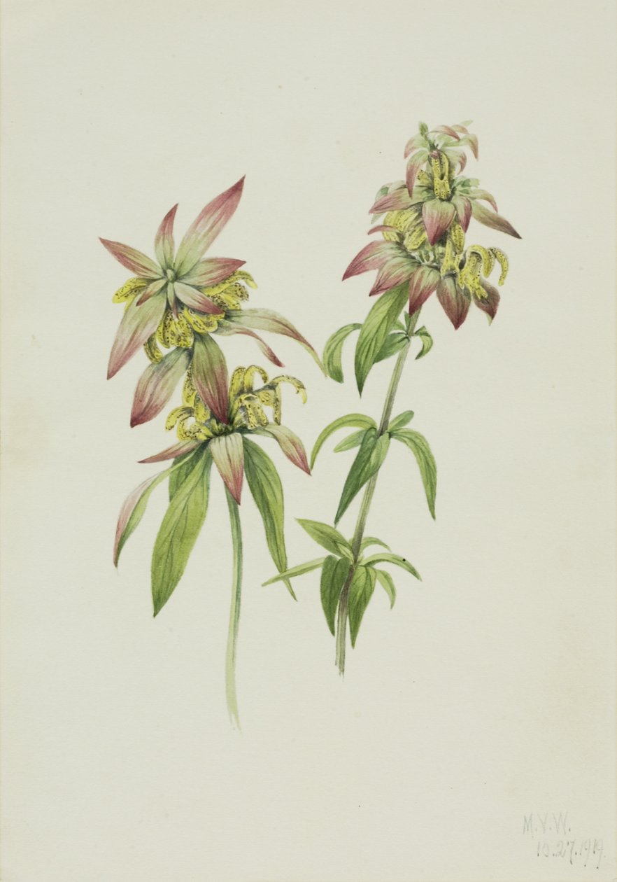 Täplikäs mehiläisbalsami Monarda punctata, 1919. tekijältä Mary Vaux Walcott