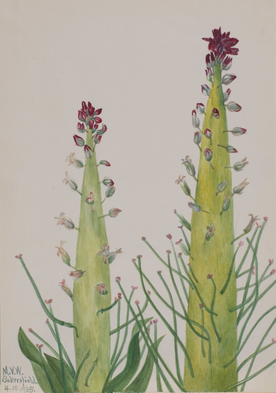 Squaw-Cabbage Caulanthus inflatus, 1935. tekijältä Mary Vaux Walcott