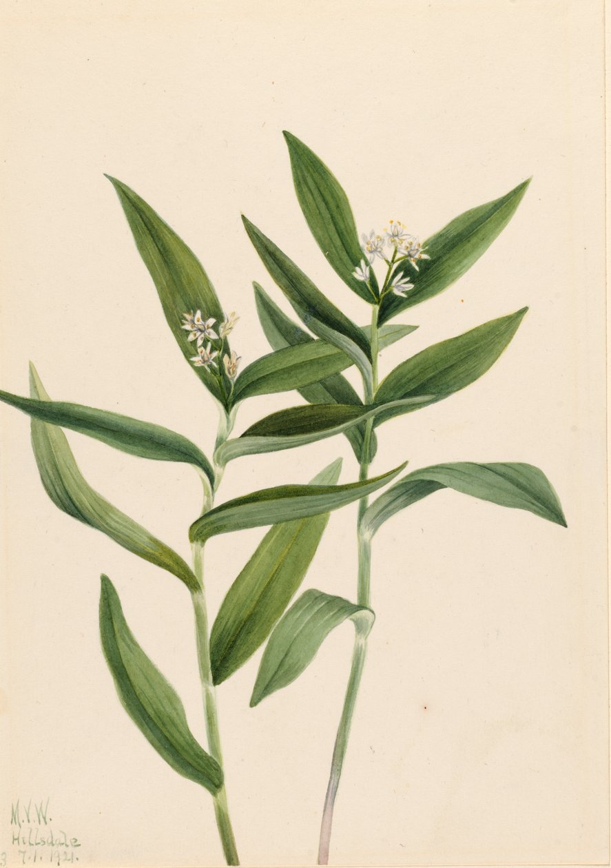 Tähti Solomonplume Vagnera stellata, 1921. tekijältä Mary Vaux Walcott
