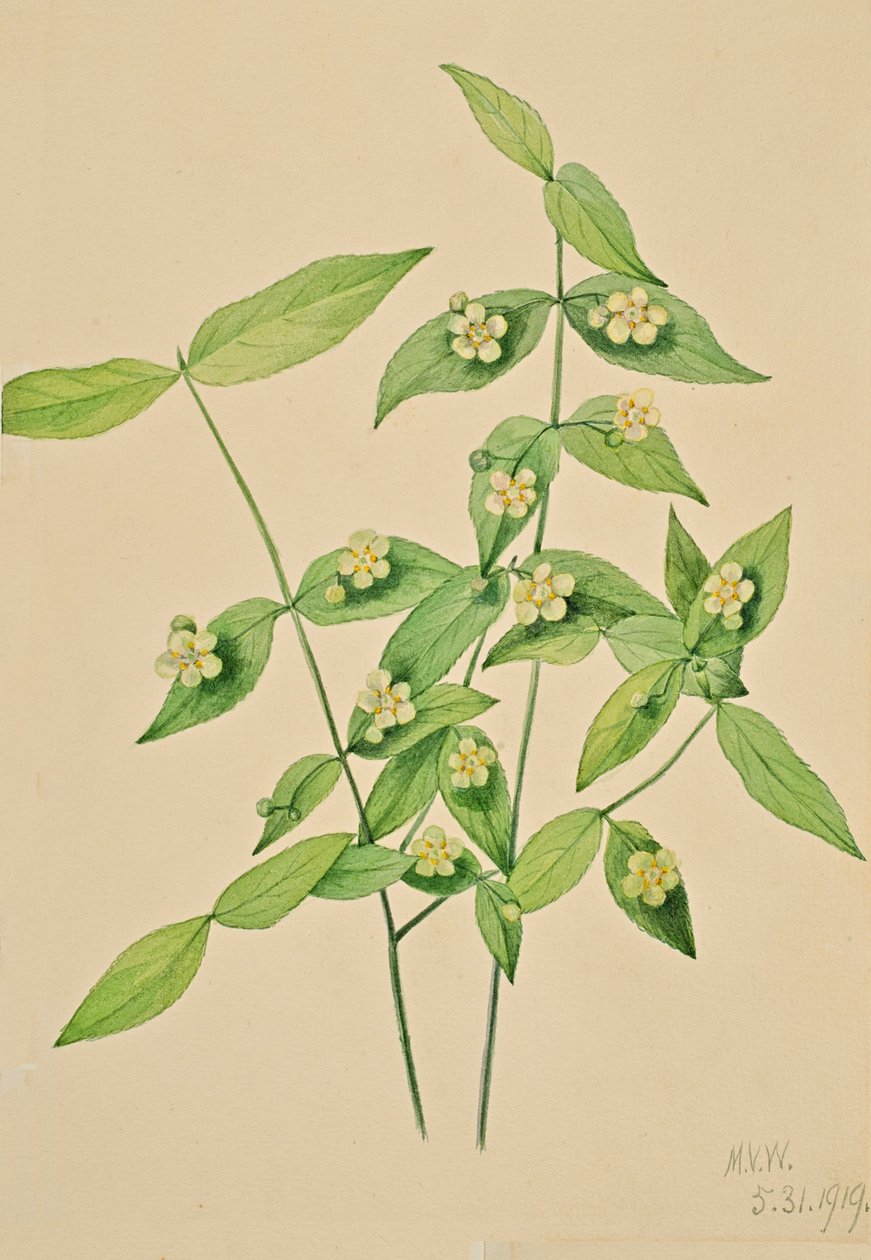 Mansikkapensas Euonymus americanus, 1919. tekijältä Mary Vaux Walcott