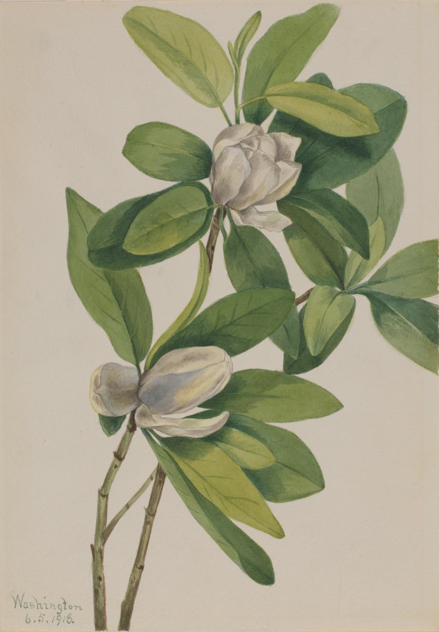 Suo Magnolia Magnolia virginiana, 1918. tekijältä Mary Vaux Walcott