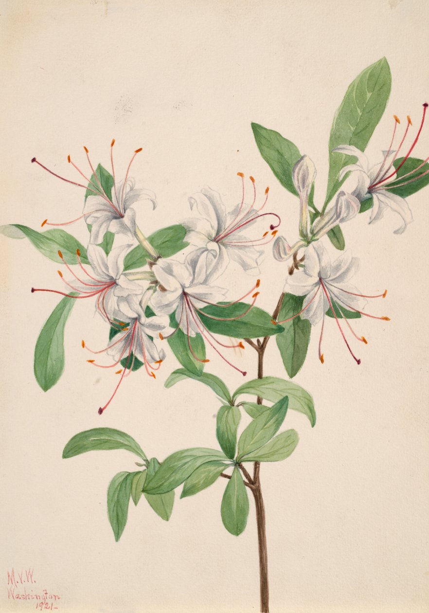 Makea Azalea Azalea arborescens, 1921. tekijältä Mary Vaux Walcott