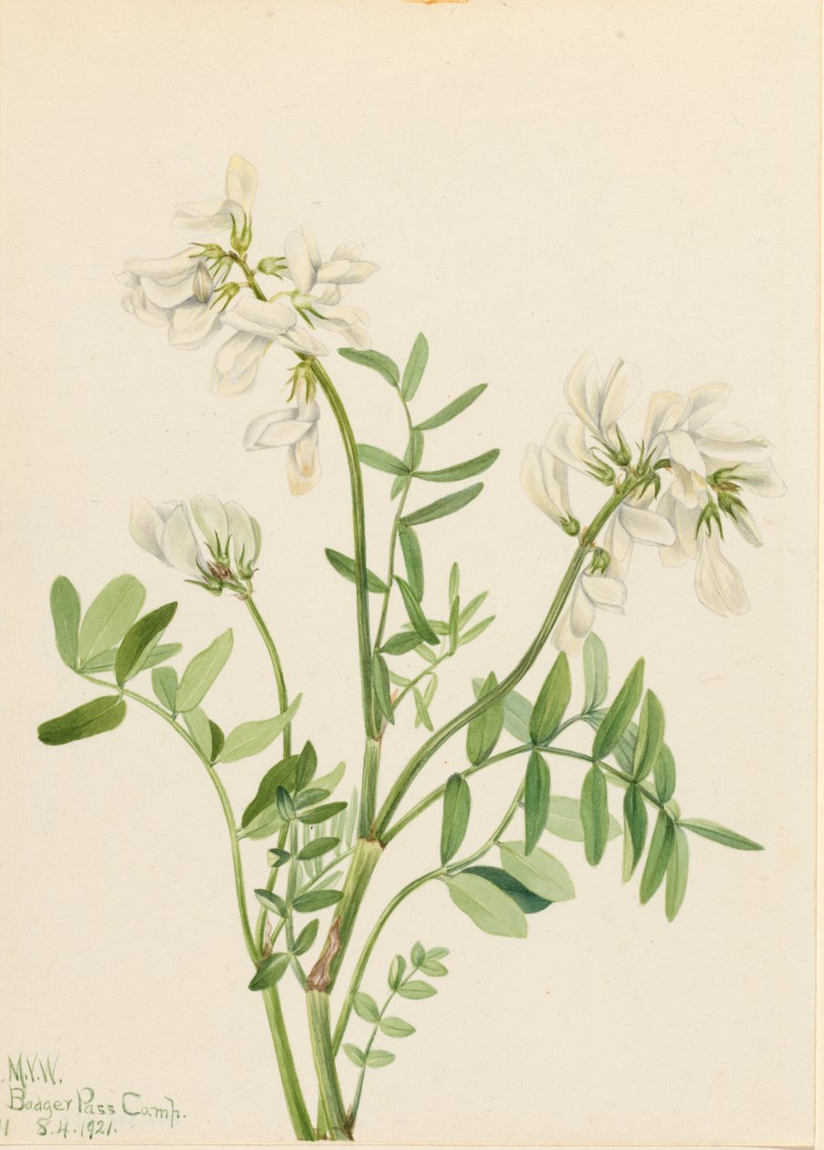 Kullero (Hedysarum mackenzii) tekijältä Mary Vaux Walcott