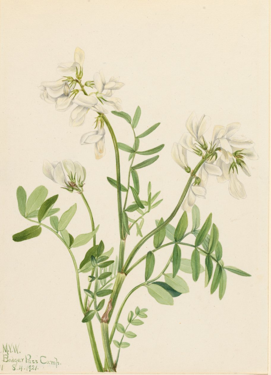 Sweetvetch Hedysarum mackenzii, 1921. tekijältä Mary Vaux Walcott
