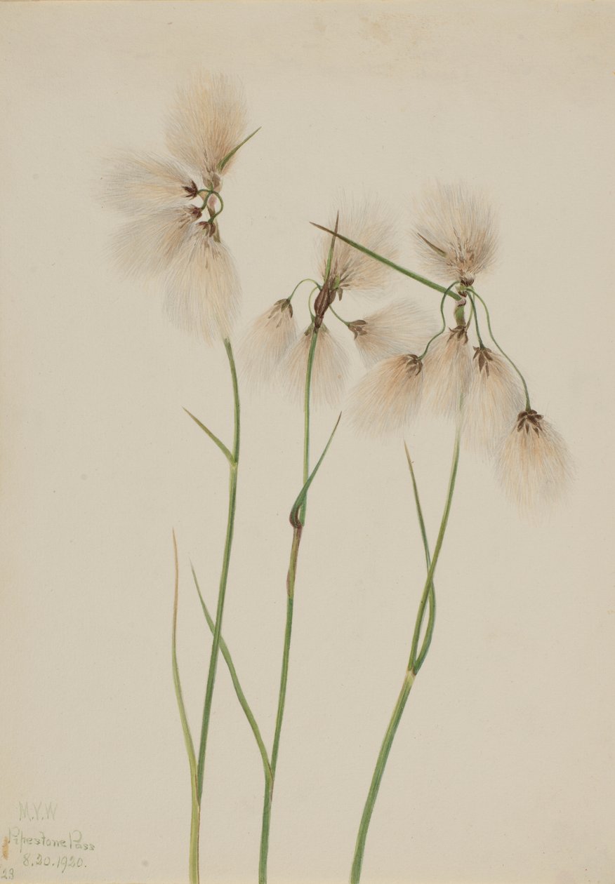 Tupsuvillaruoho (Eriophorum angustifolium) tekijältä Mary Vaux Walcott