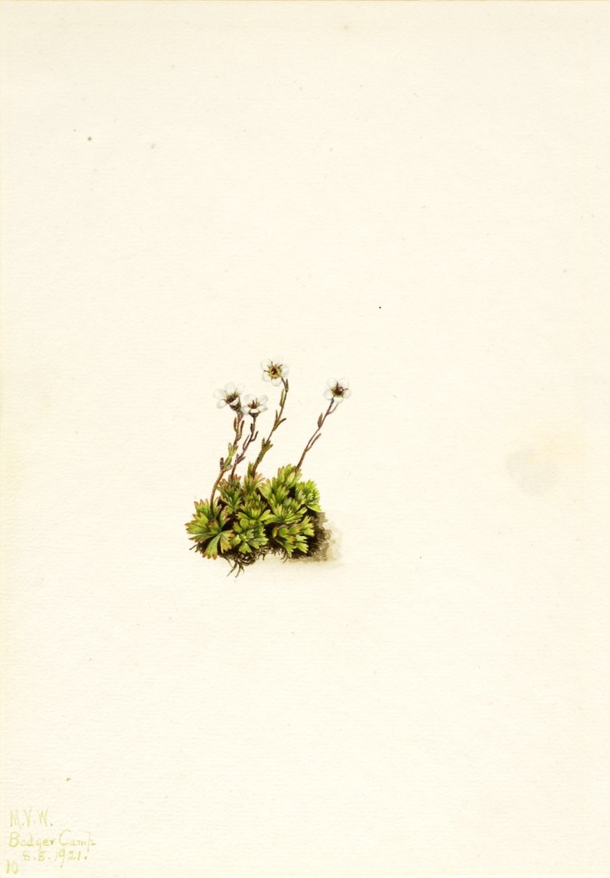 Tufted Saxifrage (Saxifraga caespitosa) tekijältä Mary Vaux Walcott
